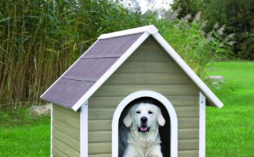 Kotak anjing dengan tangannya sendiri