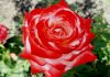 hybrid tea roses