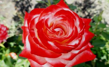 hybrid tea roses