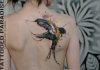 tatu burung